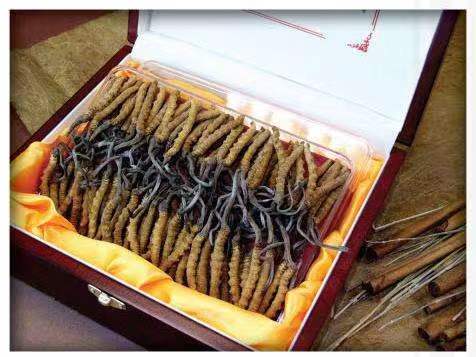 新巴尔虎左冬虫夏草回收